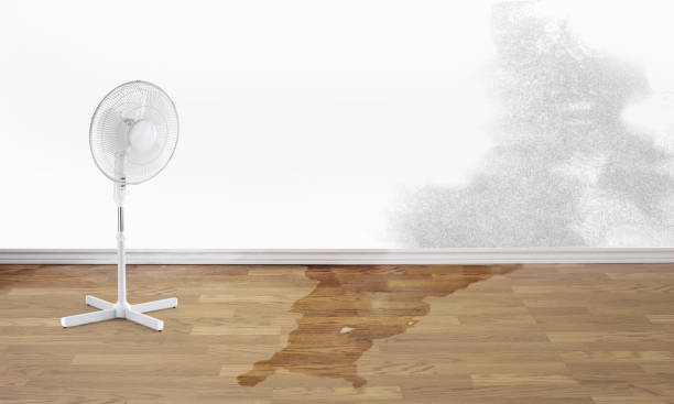 Best Mold removal after water damage  in Castle Rock, WA
